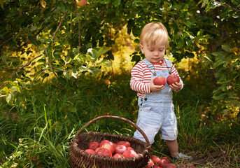 Handsome blond happy child boy picking red apples in a basket at organic farm, outdoors.