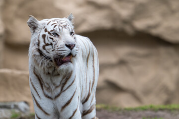 Weisser Tiger in einem Tierpark
