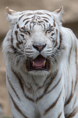 Weisser Tiger in einem Tierpark
