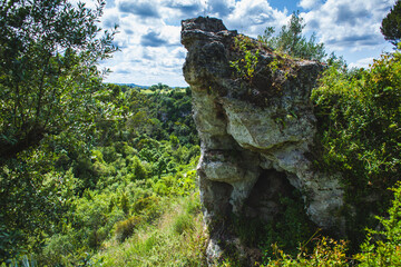 small rockin the forest