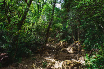 dry stream in the forest