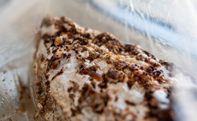 Growing Shiitake Mushrooms at Home..