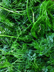 Fresh green dill just plucked from the garden, washed with water, close-up, top view.