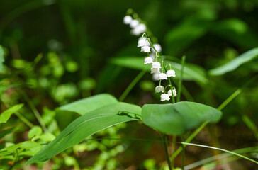 White bells of lily of the valley flowers in the forest