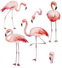 Watercolor pink flamingoes isolated illustration - obrazy, fototapety, plakaty