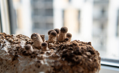 cultivation of shiitake mushrooms. Growing mushrooms at home