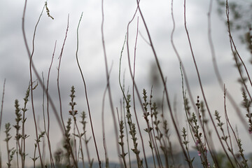 reeds in the wind