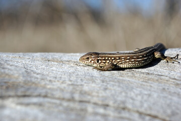 Beautiful gray lizard on dry  wooden trunk, side view