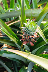 .Small pineapple fruit in a pineapple field