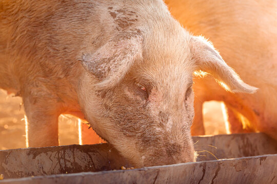 A pink pig eating corn out of a trough on a remote cattle station in Northern Territory, Australia, at sunrise.