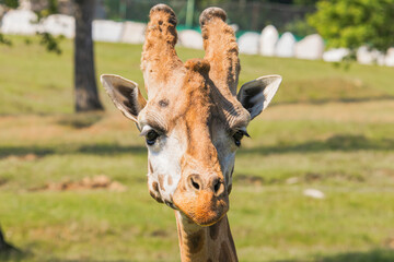 portrait of a giraffe