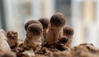 cultivation of shiitake mushrooms. Growing mushrooms at home