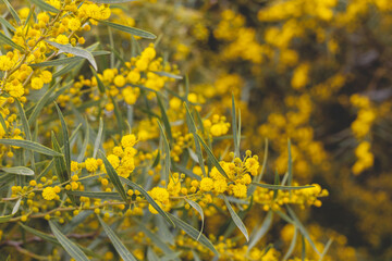 Yellow acacia dealbata mimosa flowers blooming in the field during spring