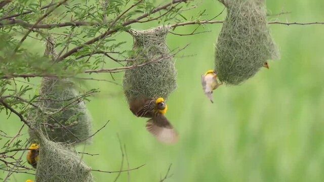 Baya weaver bird with nests