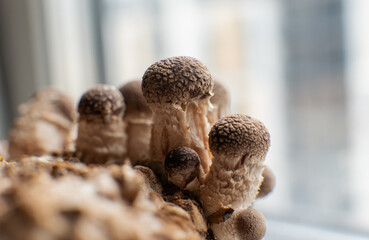 cultivation of shiitake mushrooms. Growing mushrooms at home