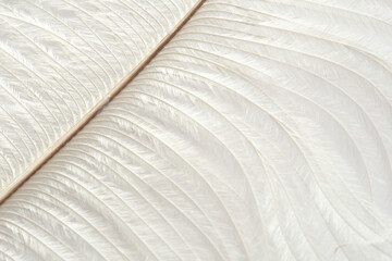White feathers on a white background