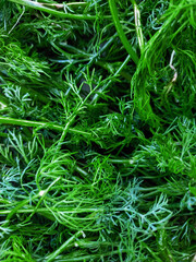 Fresh green dill just plucked from the garden, washed with water.