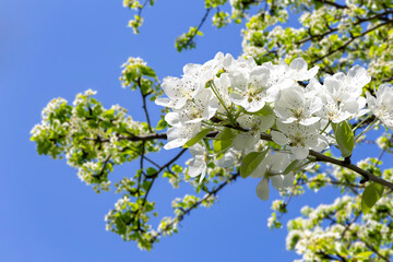 Blooming apple tree branch with large white flowers in spring time (spring background with white flowers