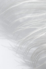 Obraz premium White feathers on a white background