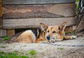 Old mix shepherd dog laying near the dog house
