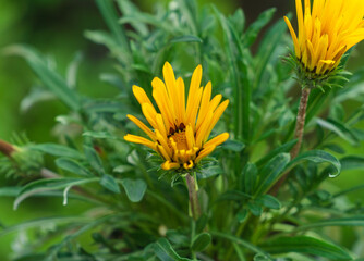 orange flower © Simo