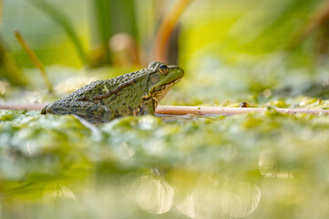 Grenouille verte