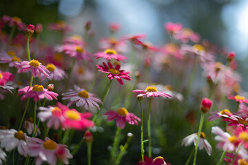 Fototapeta premium flowers in the field