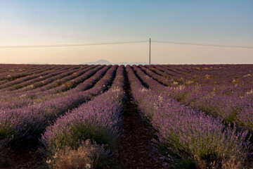Lavender farmland at sunset with mountains and a lonely telephone pole. Selective focus.