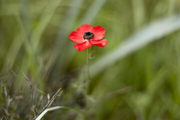 red poppy in the field