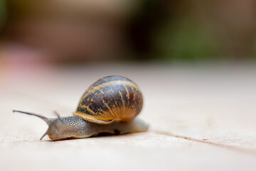 snail on a leaf
