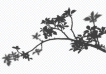Vector Transparent Shadow of Blooming Apple Tree Branch with Leaves. Decorative Design Elements for Presentations and Mockups. Creative Overlay Effect