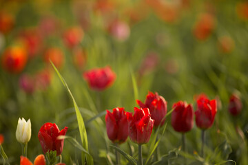 Obraz premium tulips are yellow and red