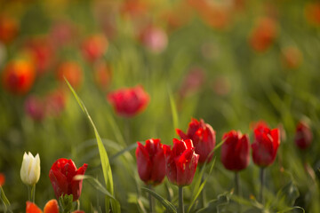 tulips are yellow and red