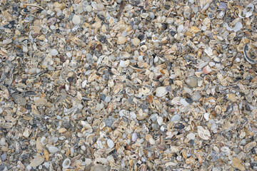 Sea shells on the beach background and texture