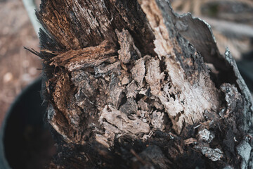 close up of a trunk bark