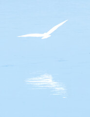 Ave branco com reflexo espelhado  na água azul - obrazy, fototapety, plakaty