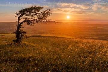 Alone at sunset with a lonely stunted windswept tree on top of windover hill near Wilmington east Sussex south east England.