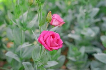 Pink Rosita Lisianthus(soft focus) : lisianthus, tulip gentian, texas blue bell native to North...