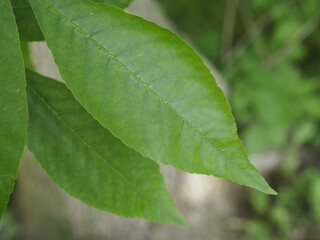 green leaf background