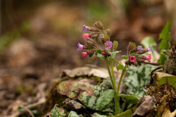 Pink Flowers in nature