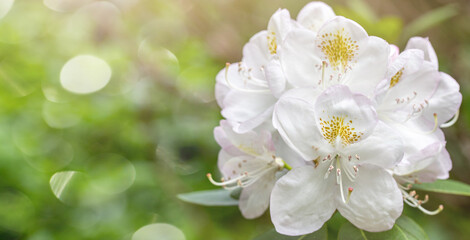 white Rhododendron flowers in summer