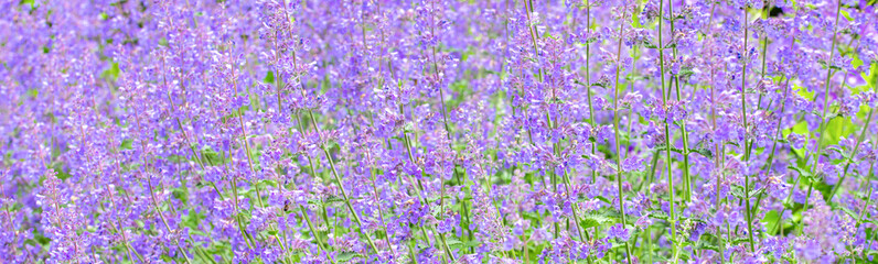 background of lavender field in region