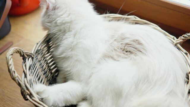 Close-up shot of a cute sleepy white Munchkin cat lying in a wicker basket.