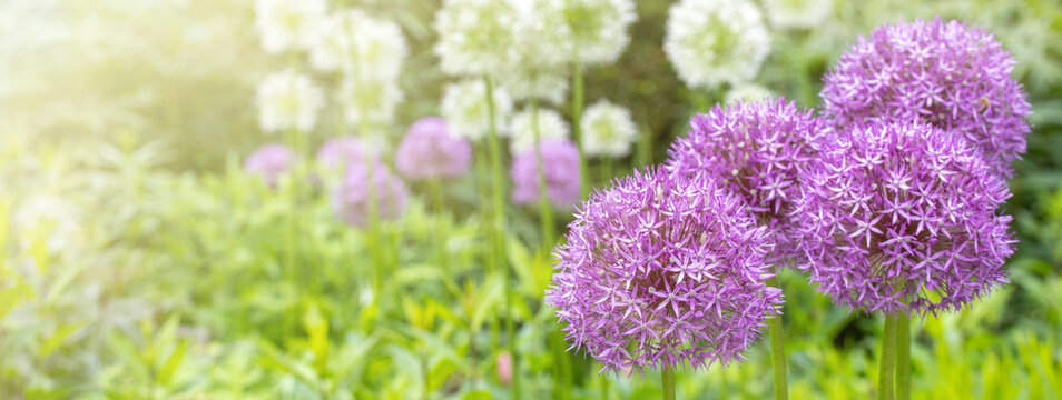 close up of pink flowers