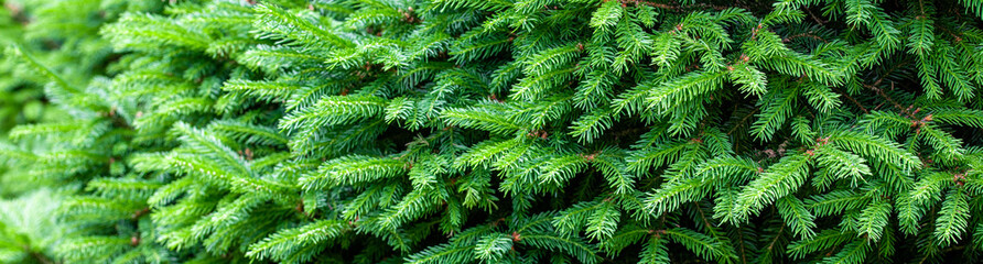 green leaves of a tree