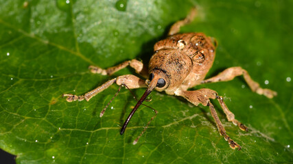 Adern-Eichelbohrer, Eichelbohrer, Rüsselkäfer, Käfer, Insekt, Tier, Natur, Makro