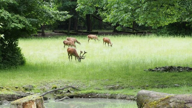 (Cervus elaphus) Groupe de cerfs &eacute;laphes, daguet avec ses bois entour&eacute;s de biches broutant dans de hautes herbes dans une zone de bois clair