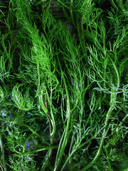 Fresh green dill, freshly harvested from the garden, washed with water, close-up, top view.