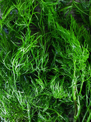 Fresh green dill plucked only from the garden bed, washed with water, close-up, top view.
