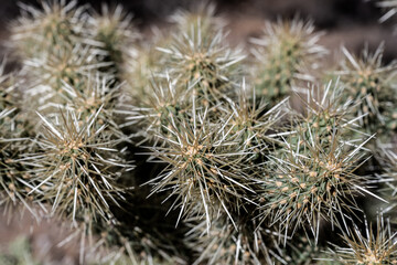 Teddy Bear Cholla Spines Bunched Together